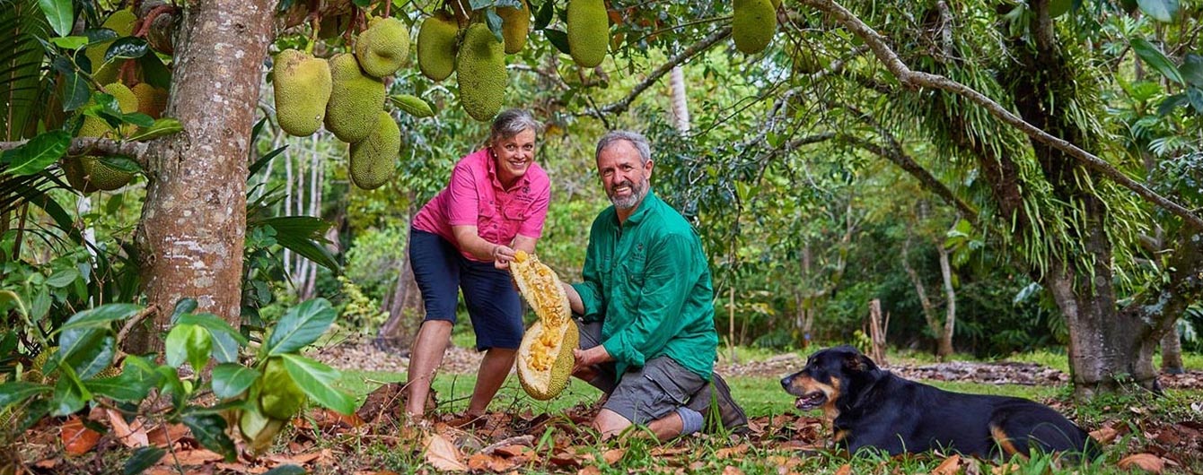 Daintree Rainforest Fruit Tour