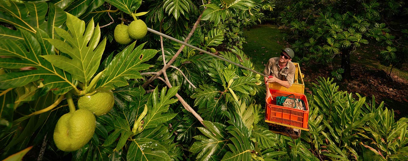 Exotic Fruit Farm Cape Tribulation