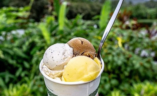Daintree-Ice-Cream