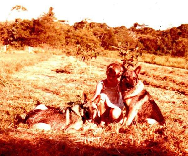 Merran sitting in Rambutan paddock with original Cape Trib Farm dogs – Lady and Poppet (circa late 1970s)
