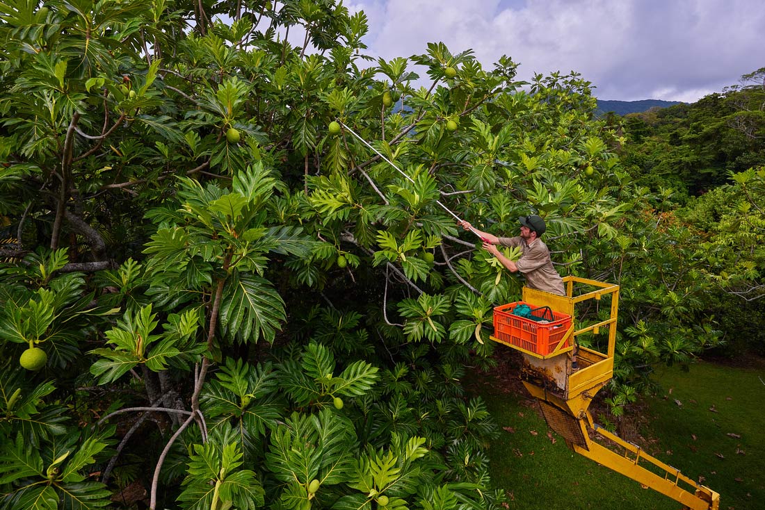 Picking Bread Fruit Cape Trib Farm