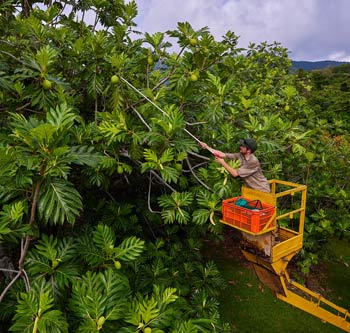 Provenance Cape Trib Farm