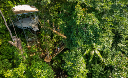 TreeTops Adventure Cape Tribulation